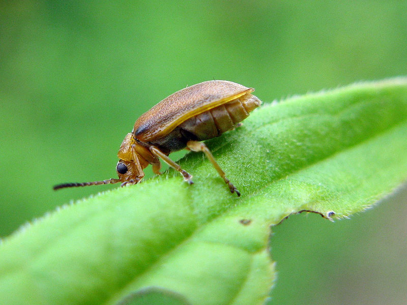 Galerucella grisescens o nymphaeae ? G. calmariensis (cfr.)